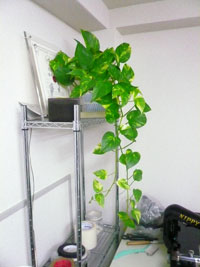 観葉植物.jpg