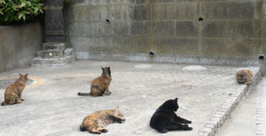 猫.jpg